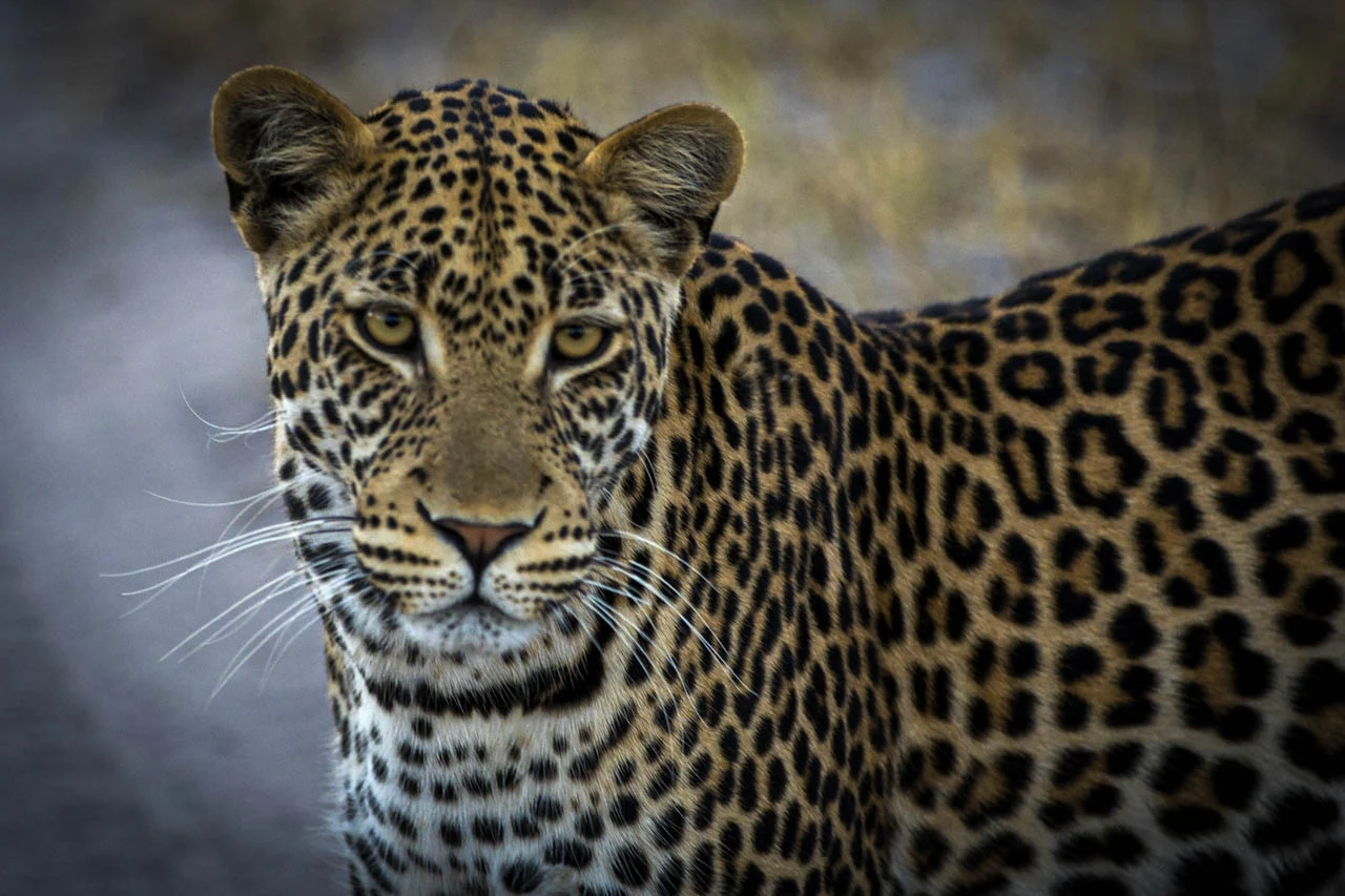Leopard im Porträt